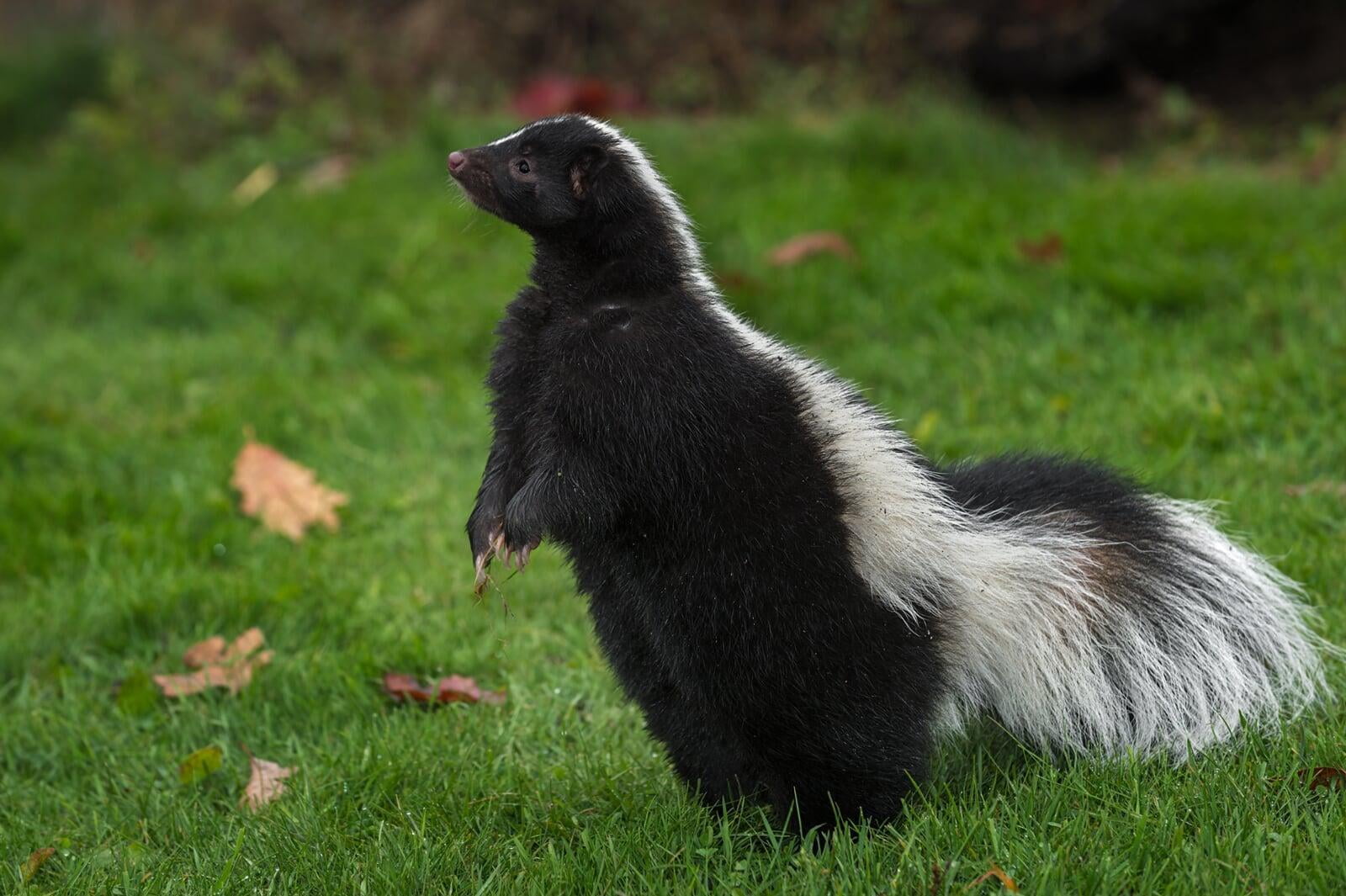 DNR Director Makes Skunks, Squirrels Nuisance Animals In Face Of Protest