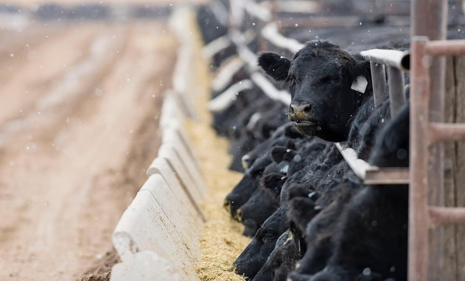Concern After Cattle Herd Catches Avian Flu 