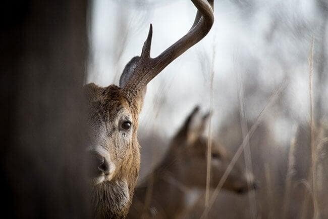 Deer Hunting Rules Pass NCR With Many Amendments