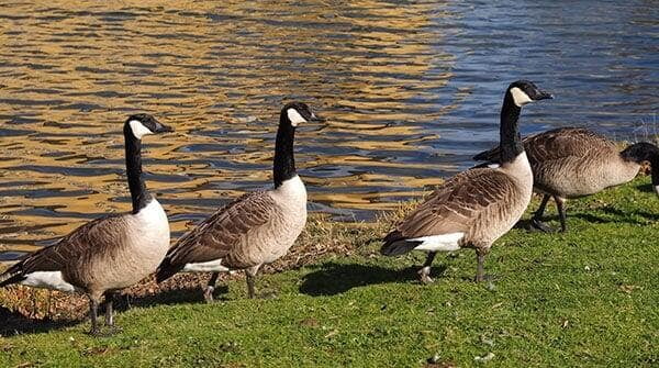 DNR Takes A Gander At Relaxed Canadian Geese Removal Rules