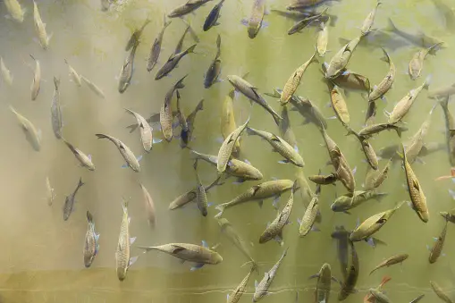 Whitmer Signs Invasive Species Agreement To Keep Asian Carp Out Of Great Lakes 