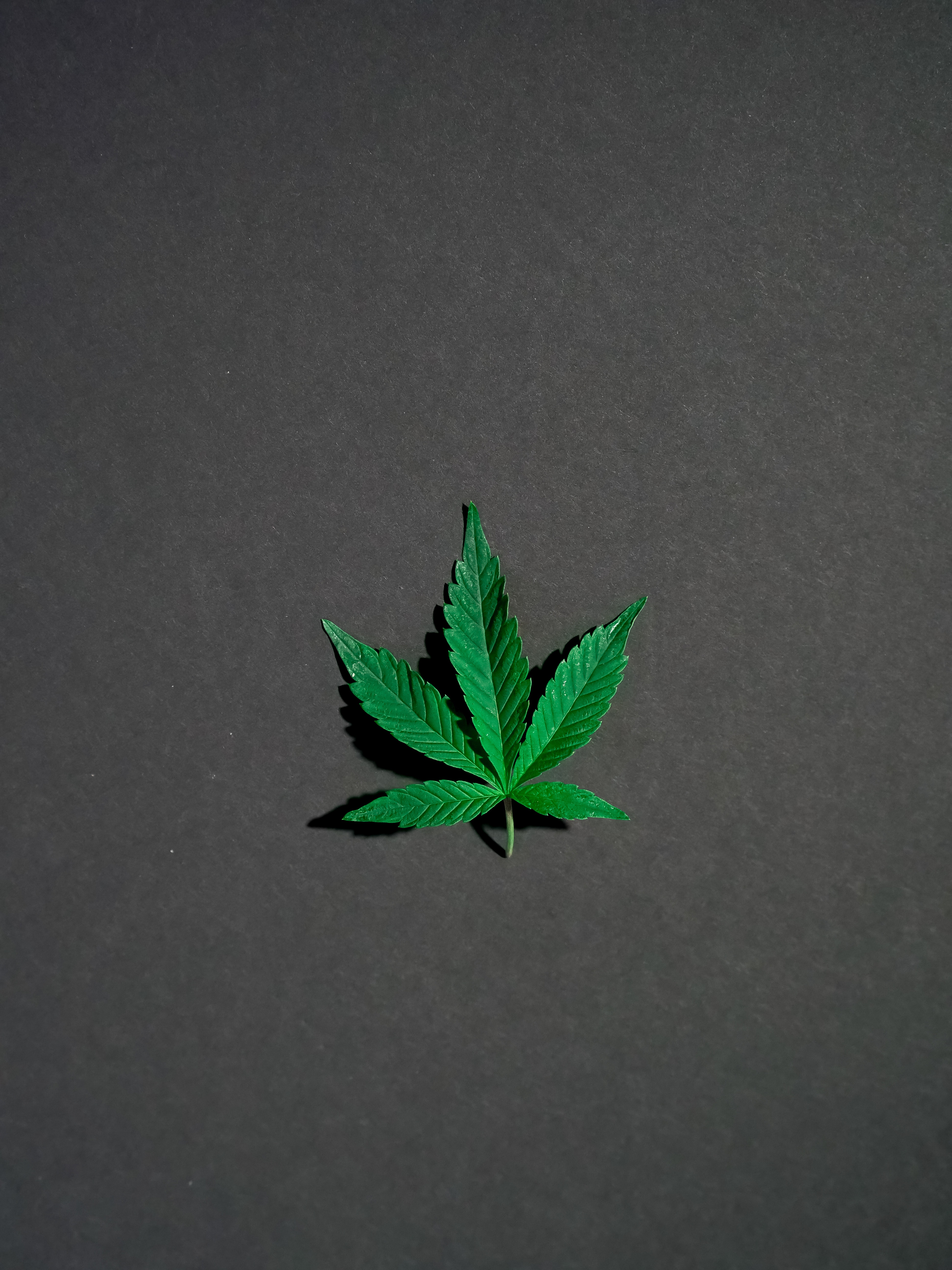Court: Huge Illegal Marijuana Grow Operators Not Felonious 