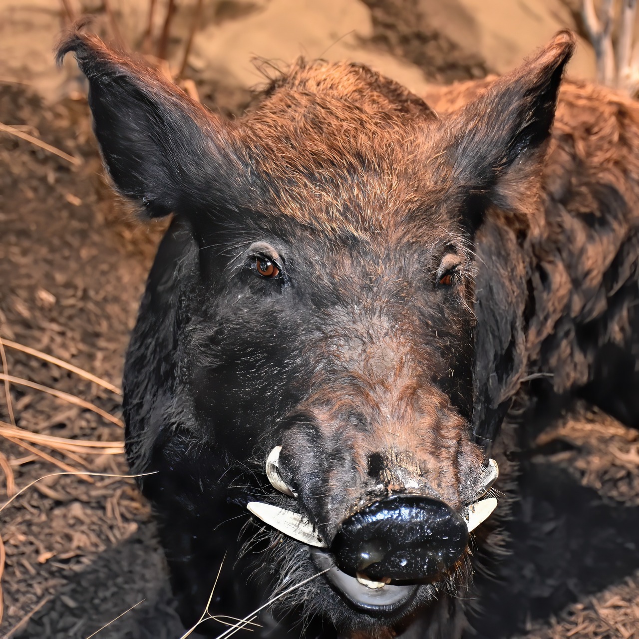 DNR Wants Court To Dismiss Ted Nugents Counter-Lawsuit Over Boar Dispute